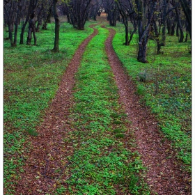 В ноемврийската гора.....