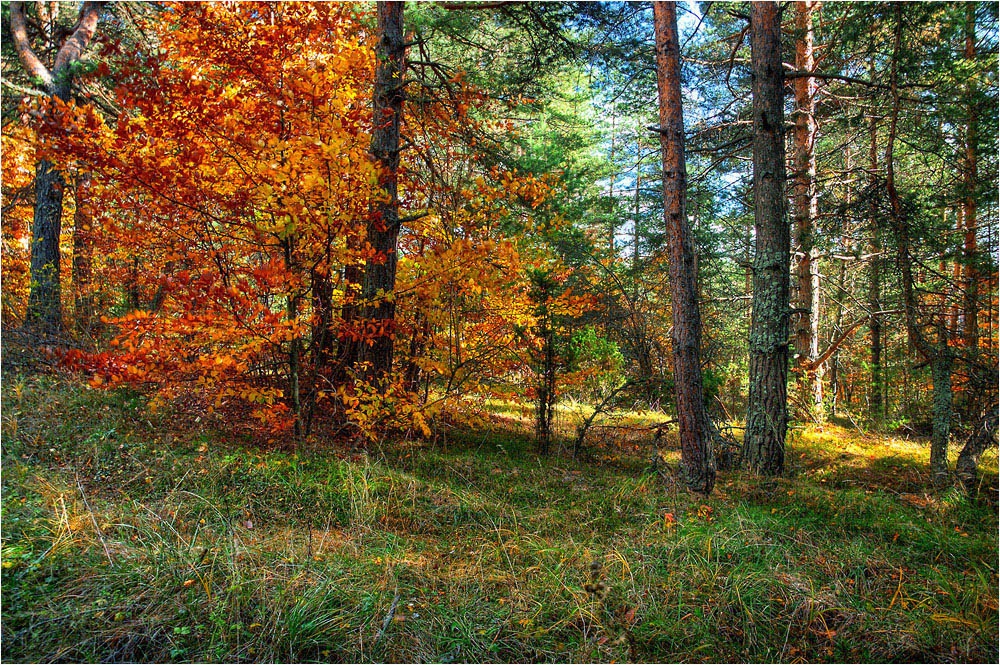 В шарената гора