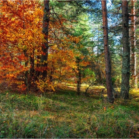 В шарената гора