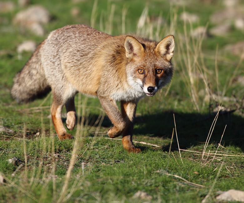 Red Fox