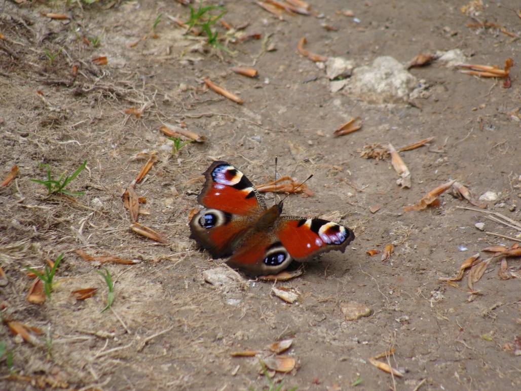 butterfly