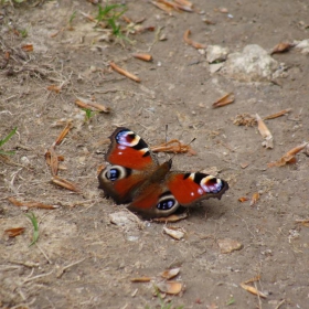butterfly