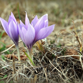 Лилаво, есенно