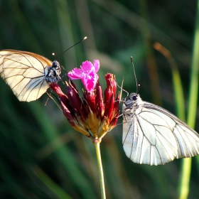 butterflys :)