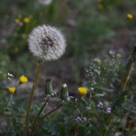 Dandelion and friends