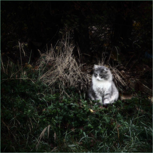 Котка на име Блър