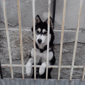 куче