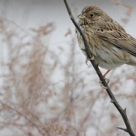 Сива овесарка (Emberiza calandra)