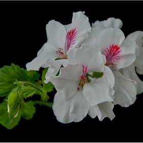 Пеларгония домашна- Pelargonium domesticum