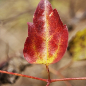 Leaf