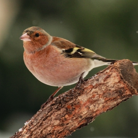 Обикновена Чинка (Fringilla Coelebs)