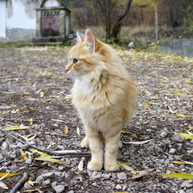 Манастирско коте :)