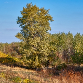 Край дигата