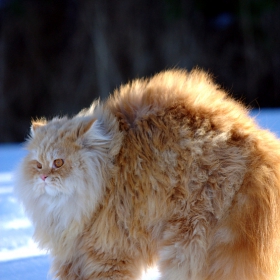 Косъм в стойка 