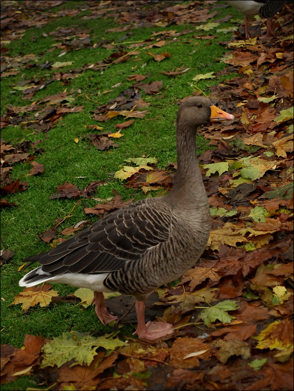 Патица от St James's Park