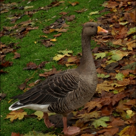 Патица от St James's Park