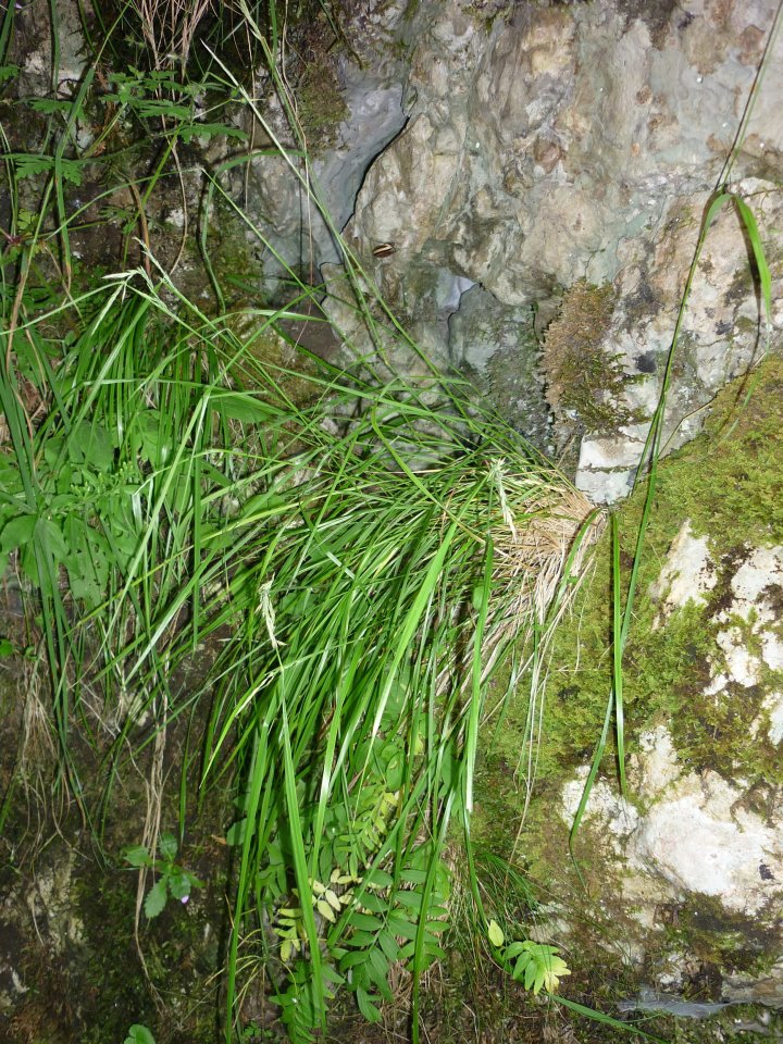 Grass2