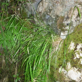 Grass2