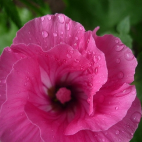 Flower after the rain