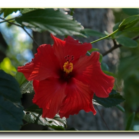 А това цвете (ако не се лъжа Hibiskus) съм снимал в градчето Sun City. Ще има и други снимки от там.