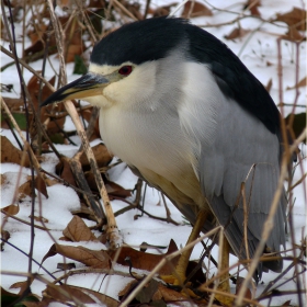 Нощна чапла (Nycticorax nycticorax)