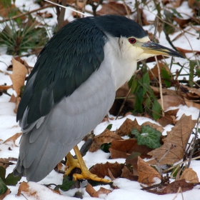 Нощна чапла (Nycticorax nycticorax)