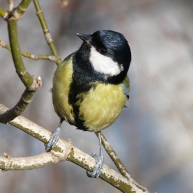 Parus major - Голям синигер