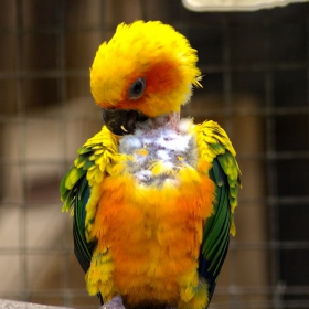 Малко срамежливо папагалче - резерват World of Birds в Table Mountain National Park, ЮАР