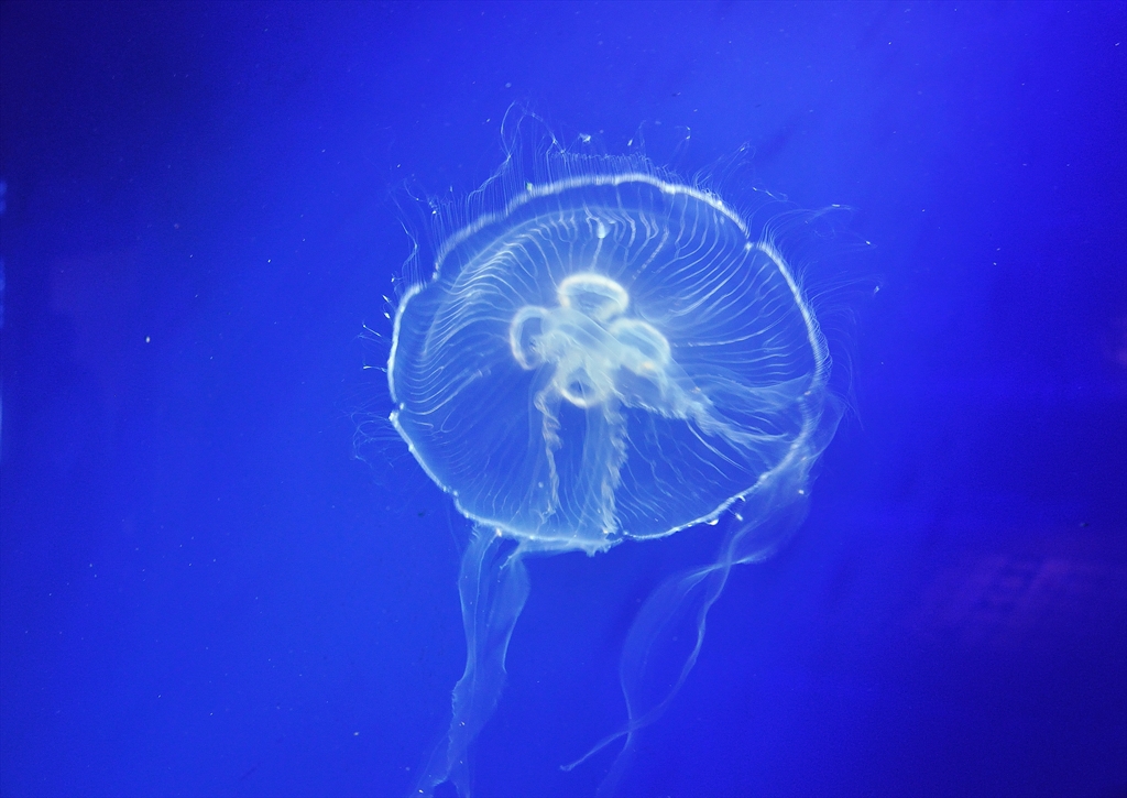 aquarium 2
