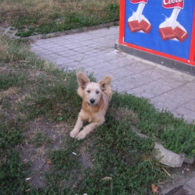 Бенджи ,в очакване на Закс и звездния принц:)))