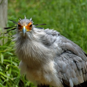 Модна прическа - птица от резервата World of Birds в Table Mountain National Park в ЮАР