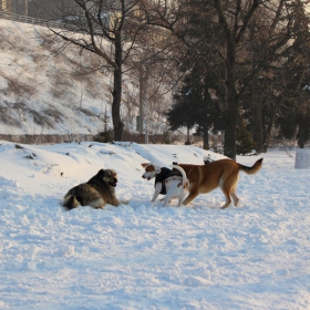 Зимна заигравка