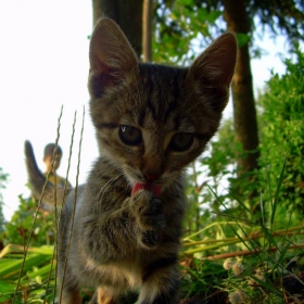 Котенце :)