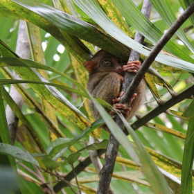 tarsier