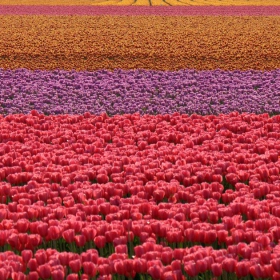 Colors - 3