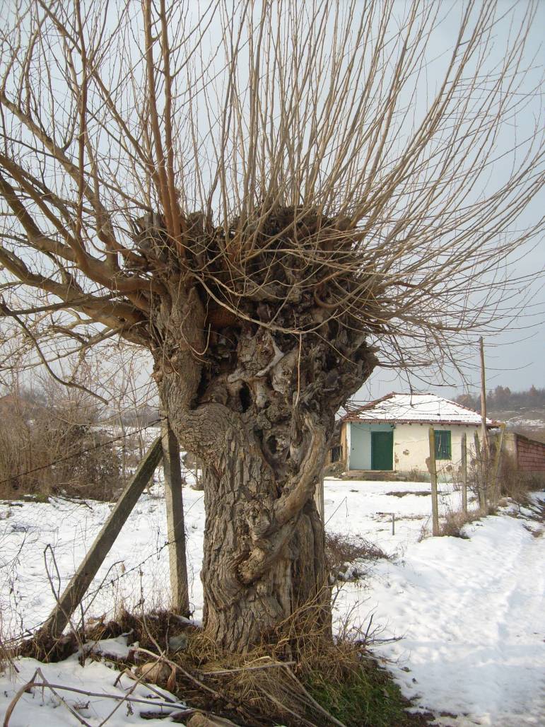 Малка схлупена къщурка ...