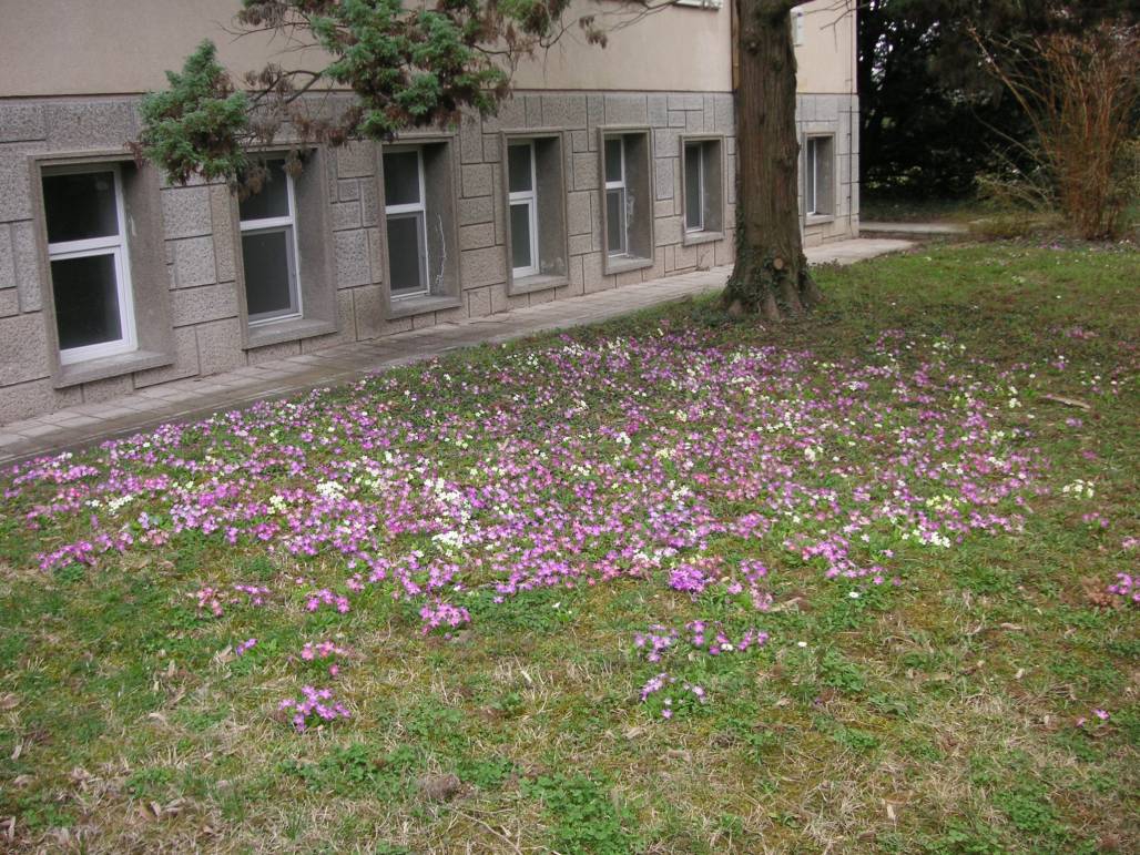 Цветенца