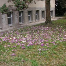 Цветенца