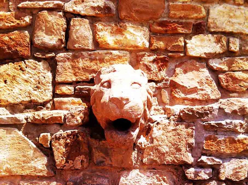 lion