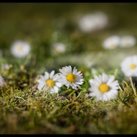 Dance of Spring