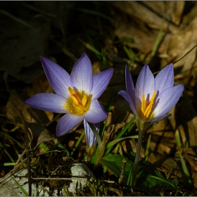  Макро :-  Crocus sativus - шафранов минзухар, шафран(Crocus)! Минзухар! и фотография... #№12