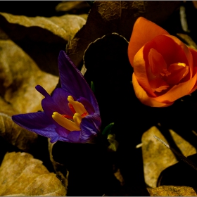  Макро :-  Crocus sativus - шафранов минзухар, шафран(Crocus)! Минзухар! и фотография... #№13
