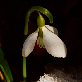  Макро :-  Род Кокиче (Galanthus) и фотография... #№15