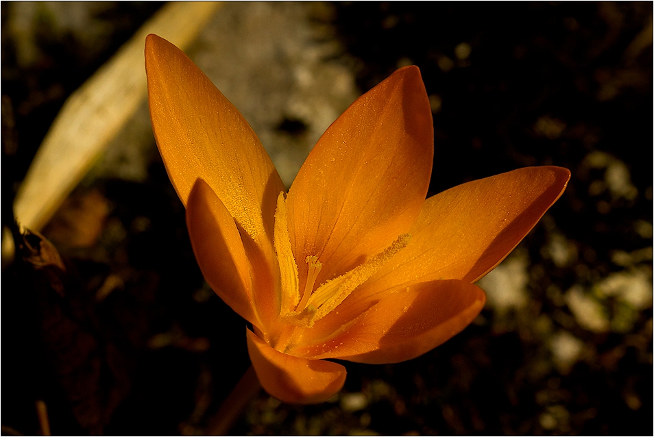  Макро :-  Crocus flavus - жълт минзухар(Crocus)! Минзухар! и фотография...#№14