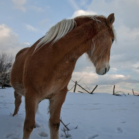 Срамежливка