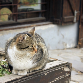 Котарак