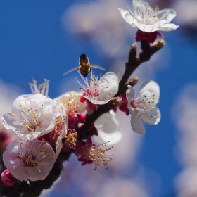 La primavera