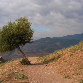 Самотно дърво