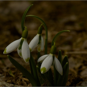  Макро :-  Род Кокиче (Galanthus) и фотография... #№16