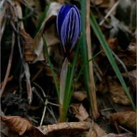  Макро :-  Crocus sativus - шафранов минзухар, шафран(Crocus)! Минзухар! и фотография... #№17